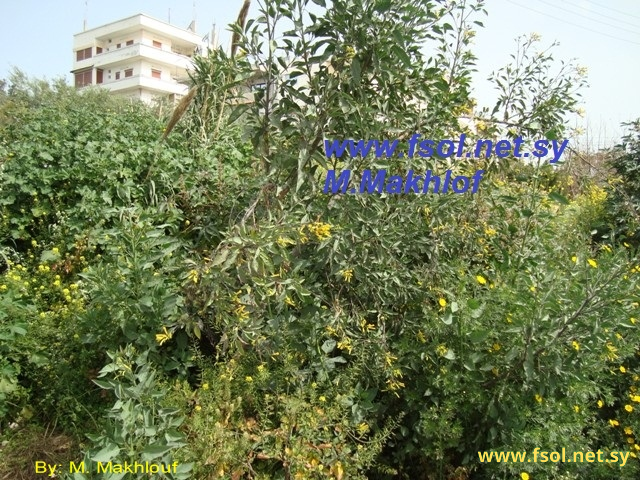 Nicotiana glauca Graham